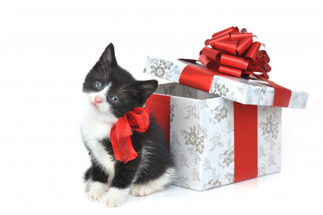Обои картинки фото животные, коты, котенок, коробка, подарок, бант