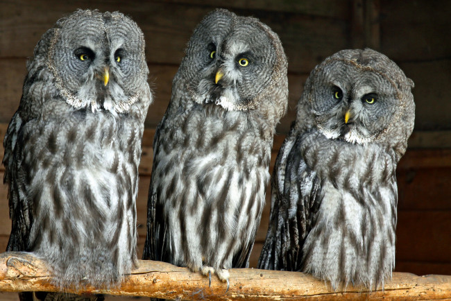 Обои картинки фото животные, совы, бородатая, неясыть, great, grey, owl, lapland