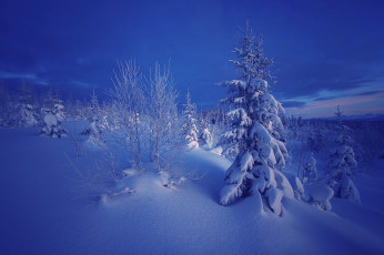 Картинка природа зима снег норвегия ели вечер деревья