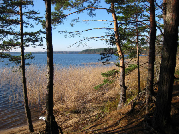 Обои картинки фото селигер, природа, реки, озера, деревья, берег, россия, озеро