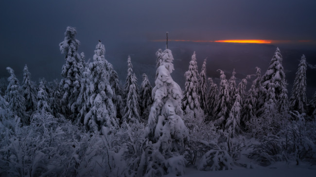 Обои картинки фото природа, лес, зима, ночь