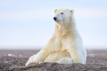 обоя белый полярный медведь, животные, медведи, белый, полярный, медведь, хищники, медвежьи, млекопитающие, снег, мороз, льды, шерсть, когти, пасть, клыки