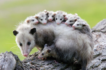 Картинка possums животные опоссумы детёныши opossum опоссум опоссумовые зверёк мех хвостик мордочка млекопитающие