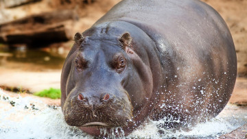Картинка бегемот животные бегемоты hippopotamus млекопитающие китопарнокопытные бегемотовые клыки пасть вода