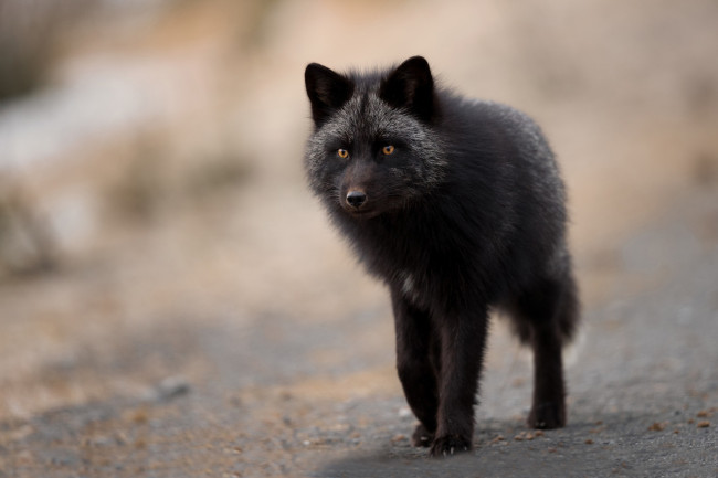 Обои картинки фото чернобурая лисица, животные, лисы, чернобурая, лисица, black, fox, чернобурка, псовые, лисицы, млекопитающие, мех, пушнина, чёрная, лиса, хищник