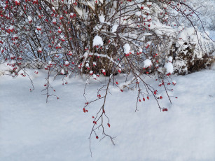 Картинка природа ягоды зима снег