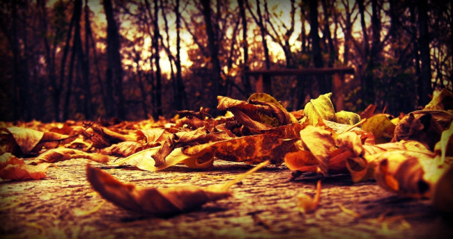 Обои картинки фото природа, листья, осень, деревья