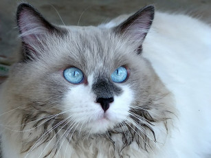 Картинка niindo кот красивыми глазами животные коты