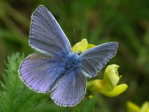 Картинка rostislaw голубянка икар перезагрузка животные бабочки