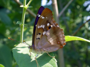 Картинка rostislaw переливница открой крылышки животные бабочки