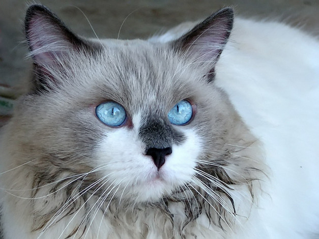 Обои картинки фото niindo, кот, красивыми, глазами, животные, коты