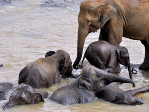 Картинка животные слоны малыши много купание