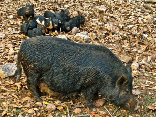 Картинка животные свиньи кабаны кабан поросенок