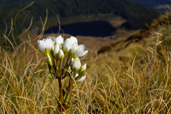 Картинка цветы луговые полевые fiordland