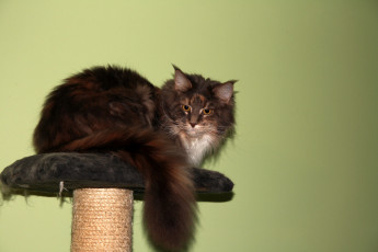 Картинка животные коты кот кошка когтеточка лежанка