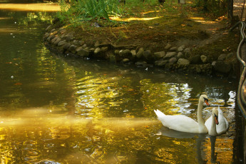 Картинка животные лебеди пруд озеро лебедь