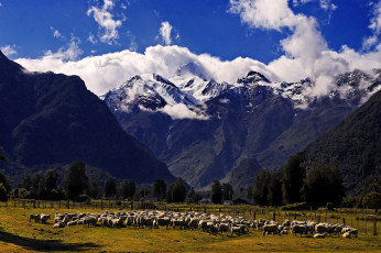 Картинка животные овцы бараны горы fiordland