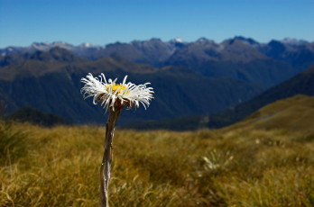 обоя цветы, луговые, полевые, fiordland