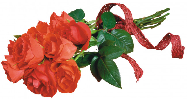 Обои картинки фото цветы, розы, красные, лента