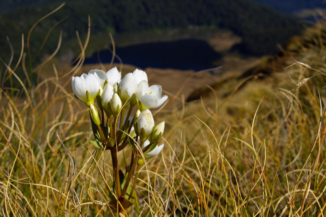 Обои картинки фото цветы, луговые, полевые, fiordland