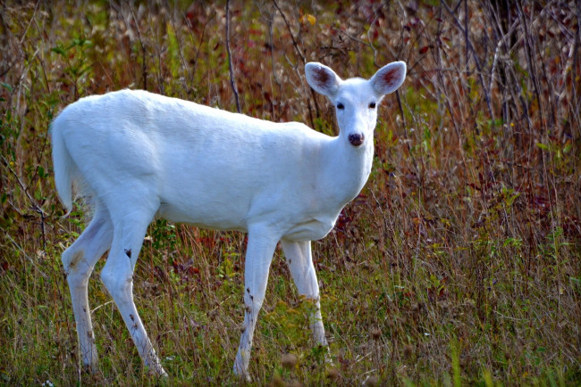 Обои картинки фото животные, олени, белый, взгляд