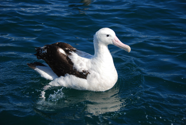 Обои картинки фото животные, альбатросы, albatross