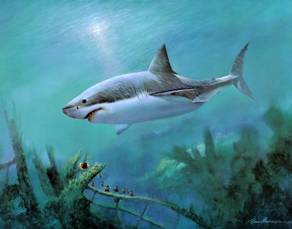 Обои картинки фото рисованные, ruane, manning, белая, акула, в, океане