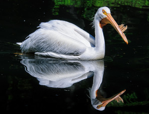 обоя american white pelican, животные, пеликаны, водоем, птица, белая, отражение