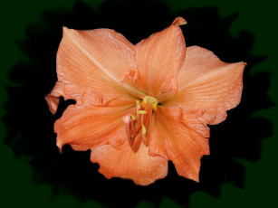 обоя цветы, амариллисы,  гиппеаструмы, amaryllis, оранжевый, амариллис