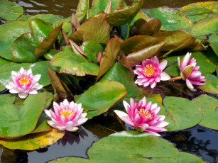 Картинка цветы лилии+водяные +нимфеи +кувшинки листья пруд