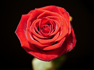 Картинка цветы розы роза макро бутон