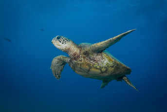 Картинка животные Черепахи ласты черепаха океан