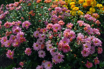 Картинка цветы хризантемы кусты сад