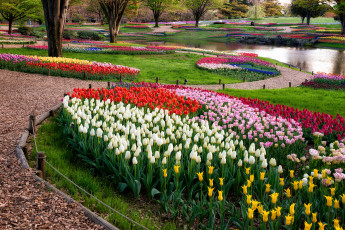 Картинка цветы тюльпаны парк дорожки ручей клумбы