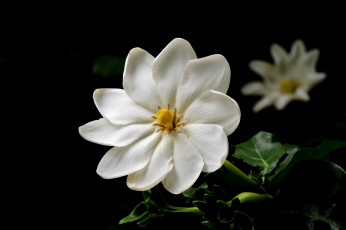 Картинка цветы гайлардии +гелениумы цветок белый лепестки