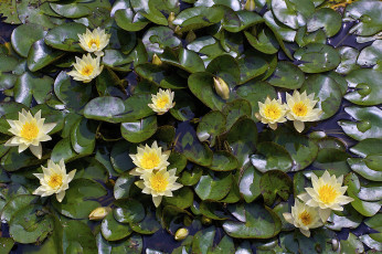 Картинка цветы лилии+водяные +нимфеи +кувшинки нимфея кувшина листья водяная лилия