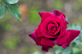Картинка цветы розы макро бутон роза