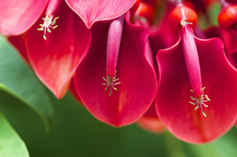 Картинка эритрина+петушиный+гребень цветы эритрина макро петушиный гребень