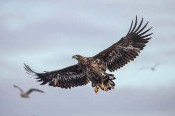 Картинка животные птицы+-+хищники крылья полет