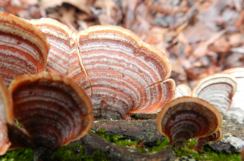 Картинка природа грибы полоски ветка грибки веера