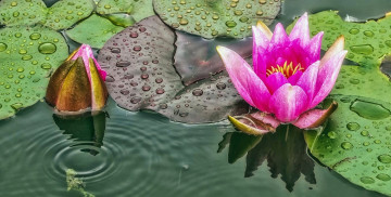 Картинка цветы лилии+водяные +нимфеи +кувшинки лилии капли водоем листья цветки