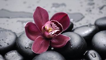 Картинка цветы орхидеи камни орхидея цветок капли черные
