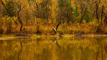 Картинка природа реки озера лес деревья вода осень река