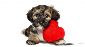 Картинка животные собаки сердечко подушечка