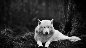 обоя животные, волки, темнота, волк, глаза, животное, белый, лес