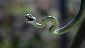 Картинка животные змеи +питоны +кобры змея пасть глаза блики чешуя