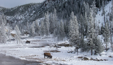 Картинка животные зубры +бизоны бизоны зима лес