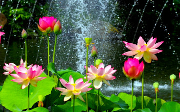 обоя цветы, лотосы, вода, фонтан