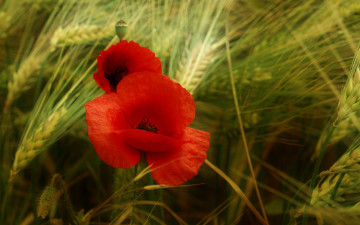 Картинка цветы маки красный мак колосья зелень поле