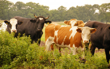 Картинка животные коровы +буйволы трава зелень поле быки небо каровы